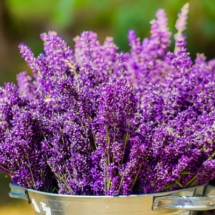 Lavanda